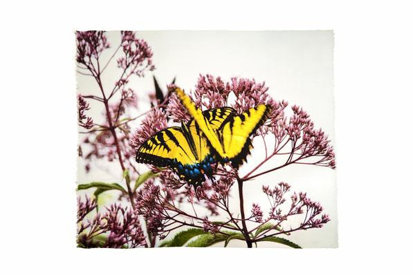 Butterflies - Designer Luxury scarf by Sheila Johnson Collection